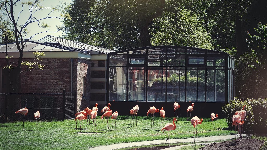 Antwerp Hayvanat Bahçesi